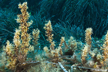 Sargassum vulgare