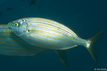 Sarpa salpa