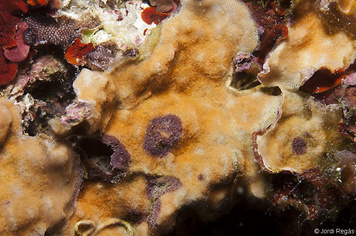 Schizomavella mamillata