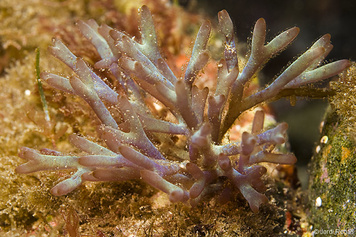 Scinaia furcellata
