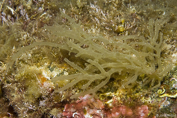 Scinaia sp.