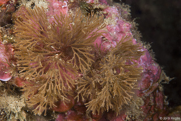 Scrupocellaria delilii
