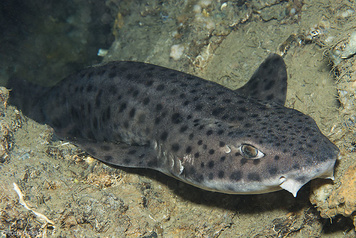 Scyliorhinus stellaris