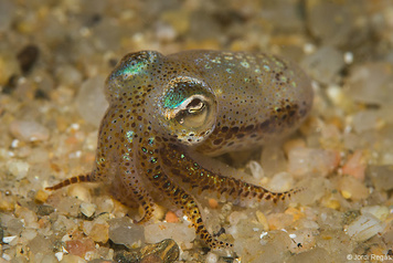 Sepiola rondeleti