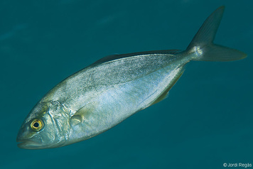 Seriola dumerili