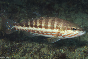 Serranus cabrilla