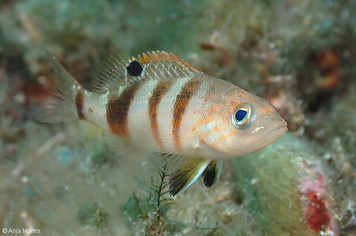 Serranus hepatus