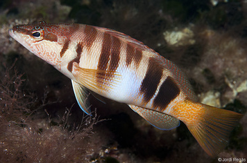 Serranus scriba