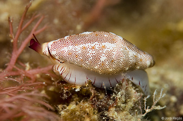Simnia spelta
