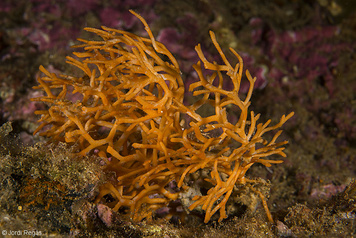 Smittina cervicornis