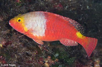 Sparisoma cretense