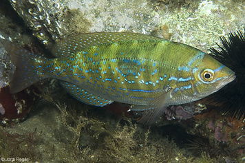 Spicara maena