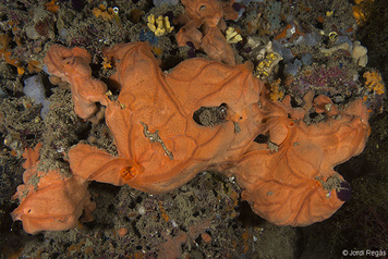 Spirastrella cunctatrix
