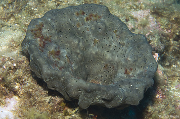 Spongia (Spongia) lamella
