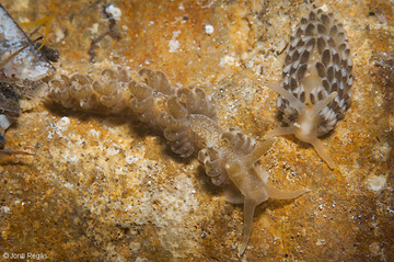 S.neapolitana y Aeolidiella alderi