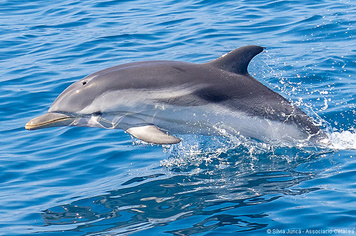 Stenella coeruleoalba