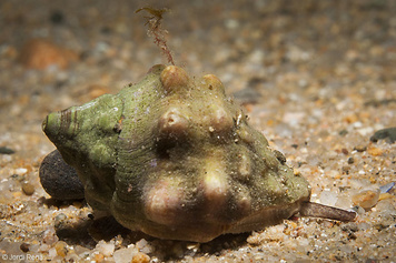 Stramonita haemastoma