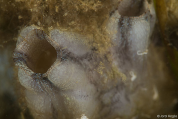 Styela plicata
