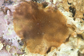 Stylochus pillidium