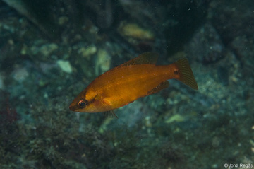 S. ocellatus en fase naranja