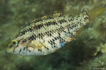 Symphodus roissali