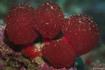 Synoicum blochmanni