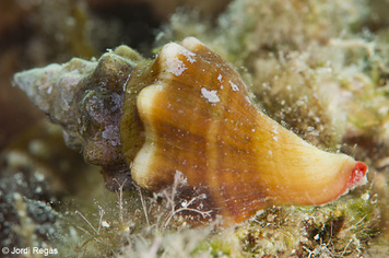 Tarantinaea lignaria