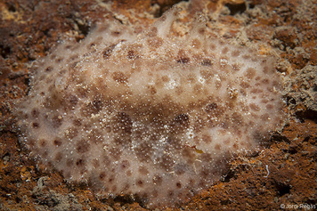 Tayuva maculosa