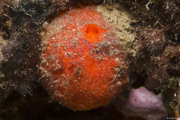 Tethya aurantium