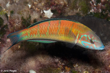 Thalassoma pavo