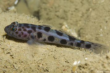 Thorogobius ephippiatus