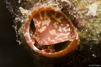 Thylacodes arenarius