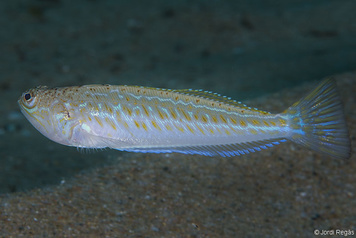 Trachinus draco