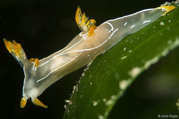 Trapania lineata