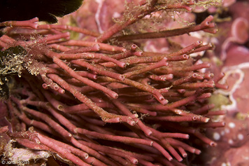 Tricleocarpa fragilis
