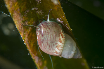 Tricolia speciosa