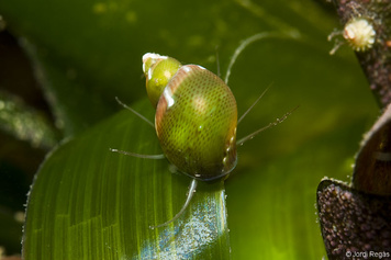 Tricolia tenuis