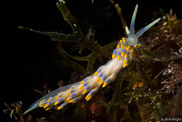 Trinchesia caerulea