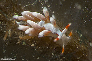 Trinchesia miniostriata