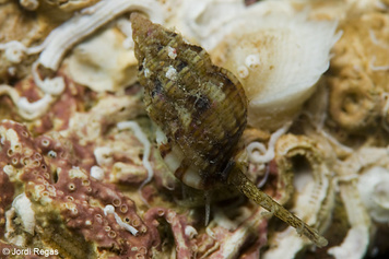 Tritia incrassata