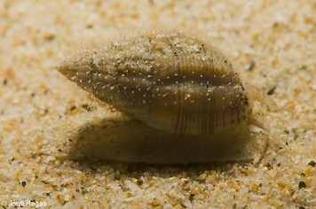 Tritia unifasciata