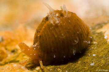 Trivia arctica