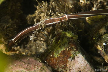 Tubulanus annulatus