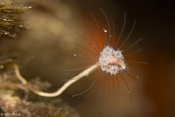 Tubularia sp