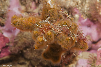 Turbicellepora avicularis