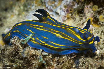 Tyrannodoris europaea
