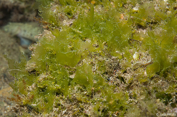 Ulva rigida