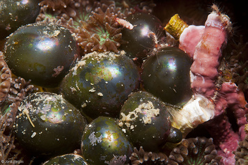 Valonia macrophysa