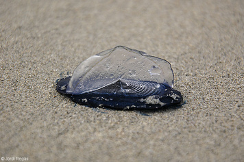 Velella velella