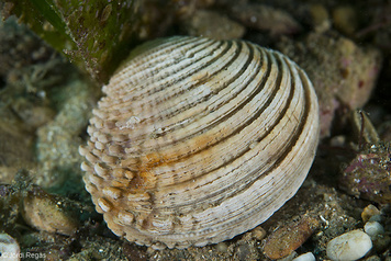 Venus verrucosa
